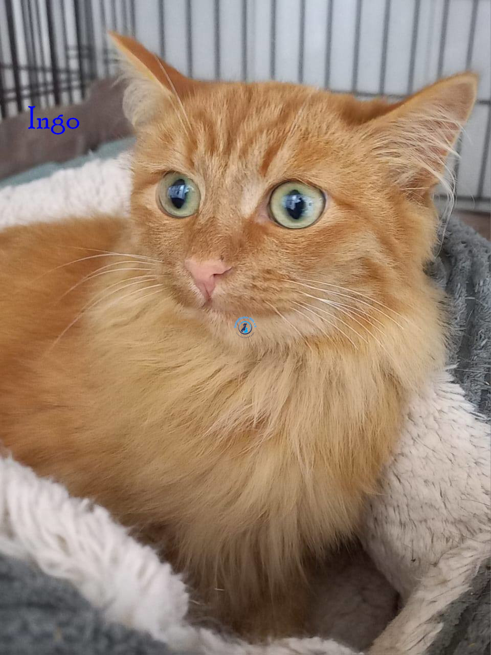 Ingo
