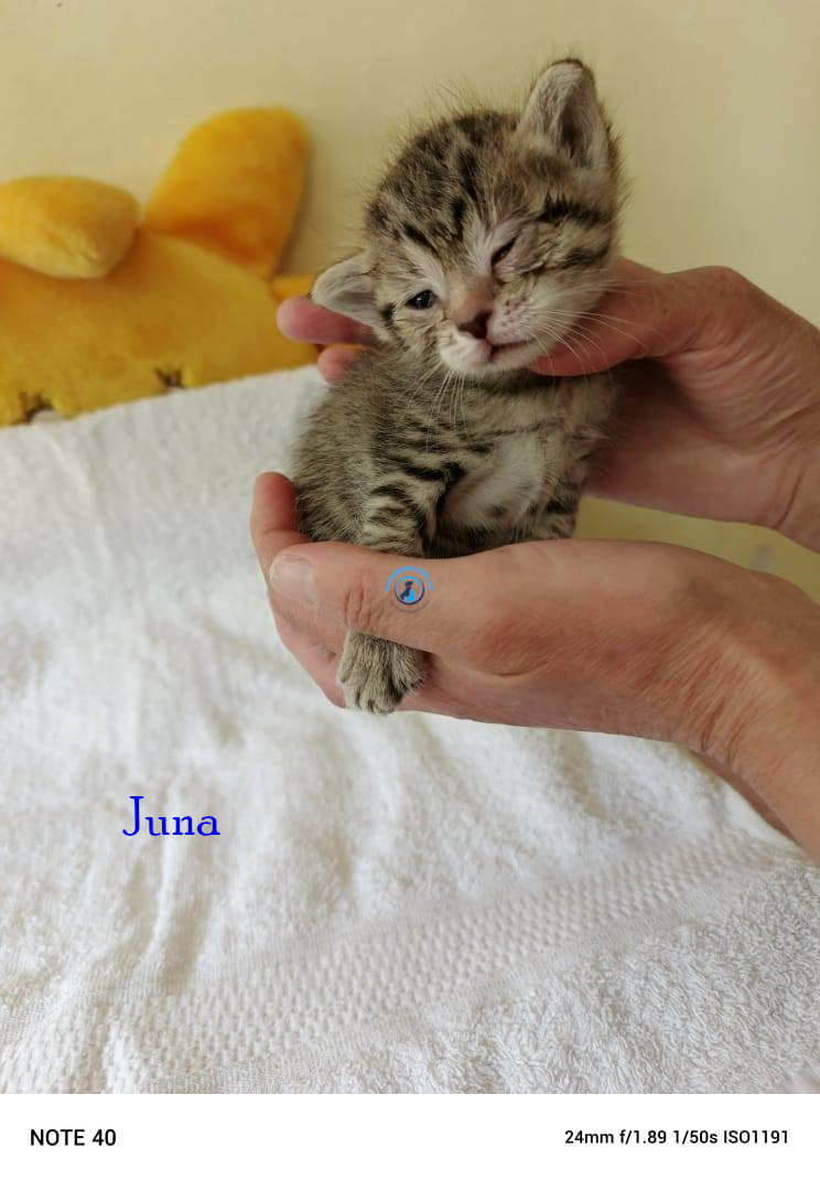 Irina/Katzen/Juna/Juna02.jpg