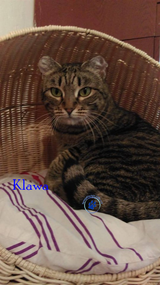 Irina/Katzen/Klawa/Klawa18mN.jpg