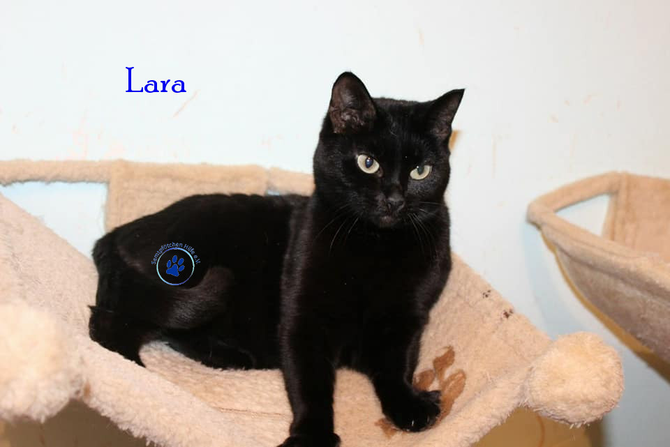 Lara Lara