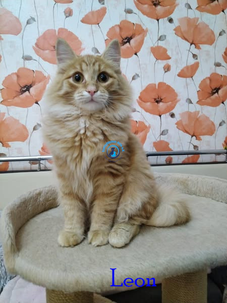 Leon