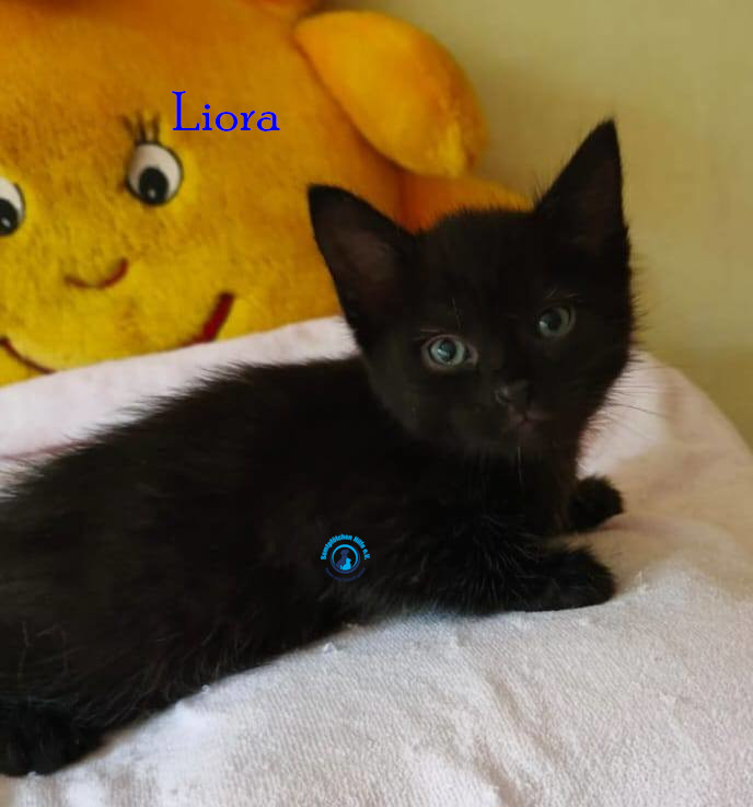 Liora