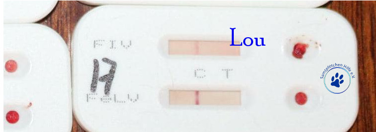 Irina/Katzen/Lou/Lou11mN.jpg