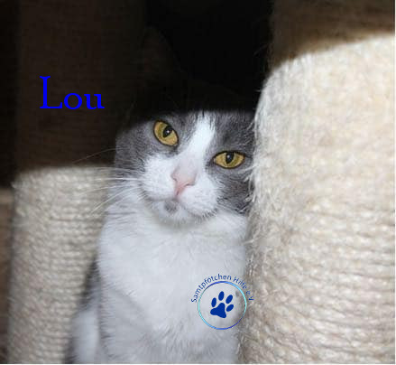 Irina/Katzen/Lou/Lou12mN.jpg