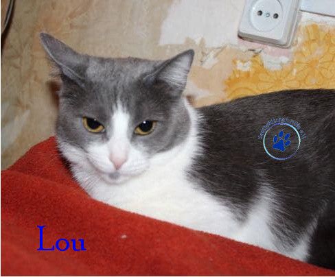 Irina/Katzen/Lou/Lou14mN.jpg