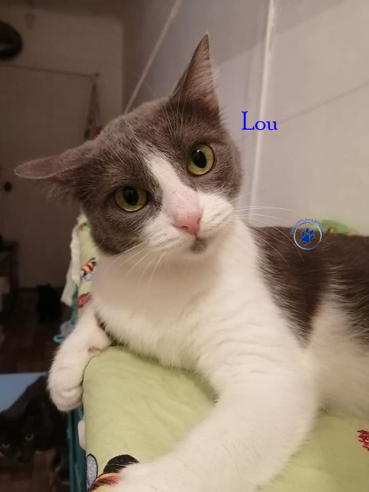 Irina/Katzen/Lou/Lou22mN.jpg