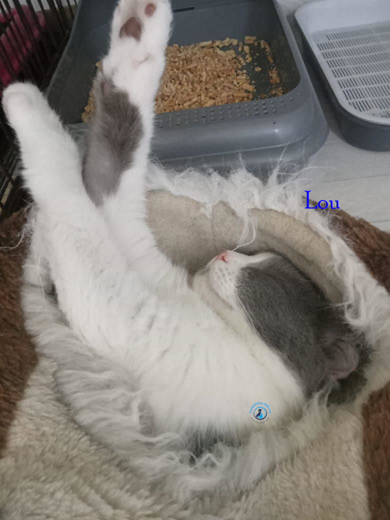 Irina/Katzen/Lou/Lou25.jpg