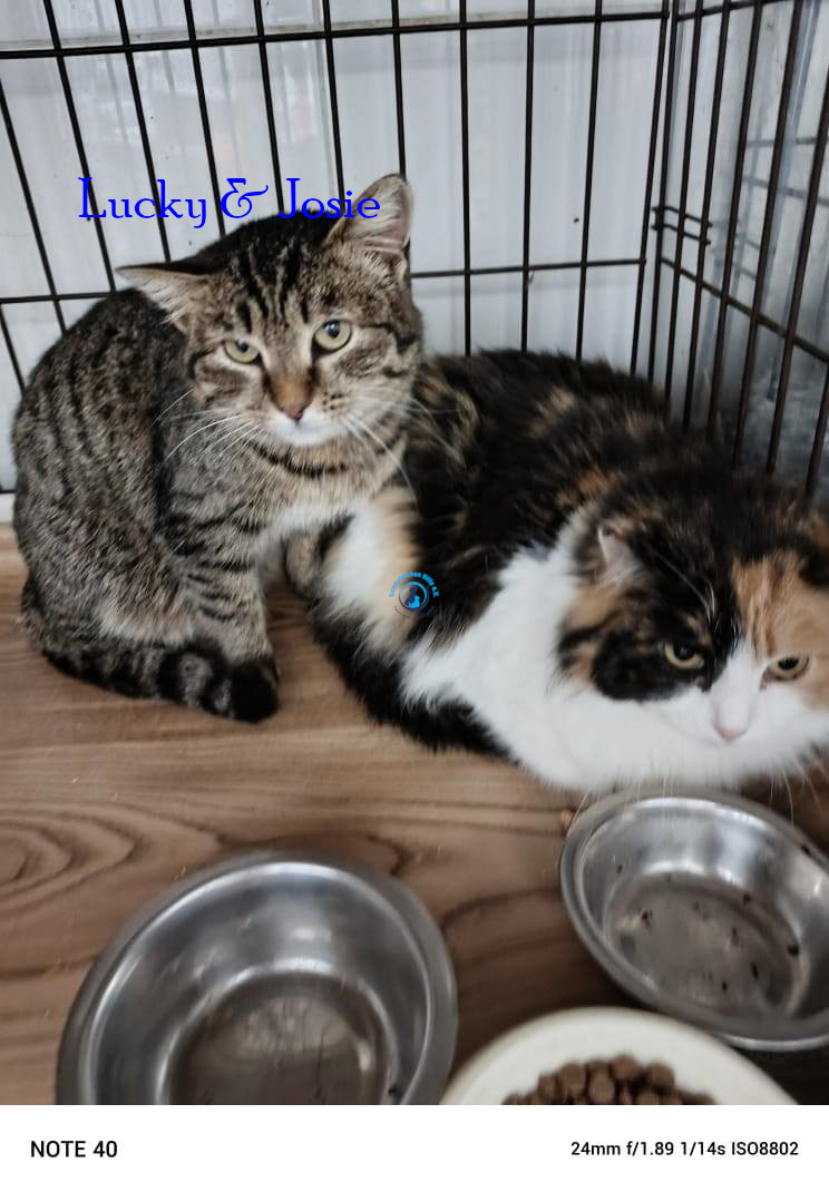 Irina/Katzen/LuckyIII/Lucky201.jpg