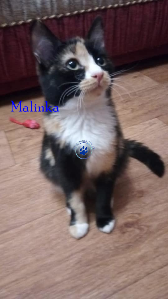 Irina/Katzen/Malinka/Malinka18mN.jpg