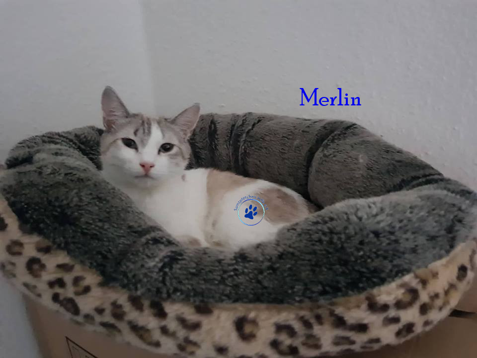 Irina/Katzen/Merlin/Merlin22mN.jpg
