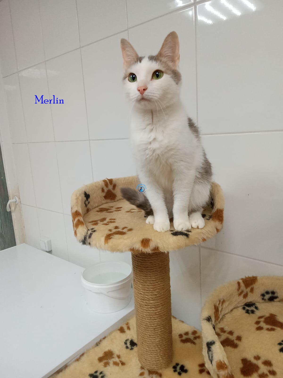 Merlin Merlin