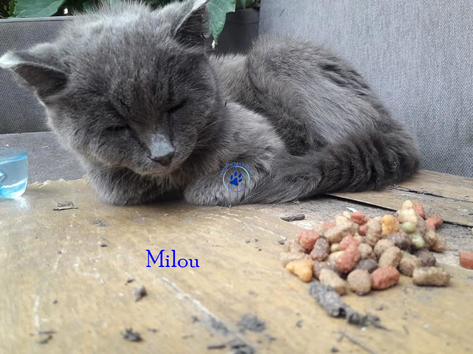 Milou Milou