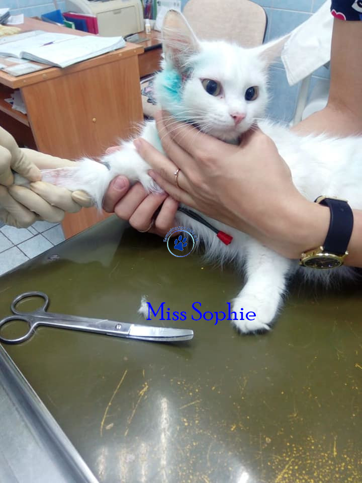 Irina/Katzen/MissSophie/MissSophie05mN.jpg