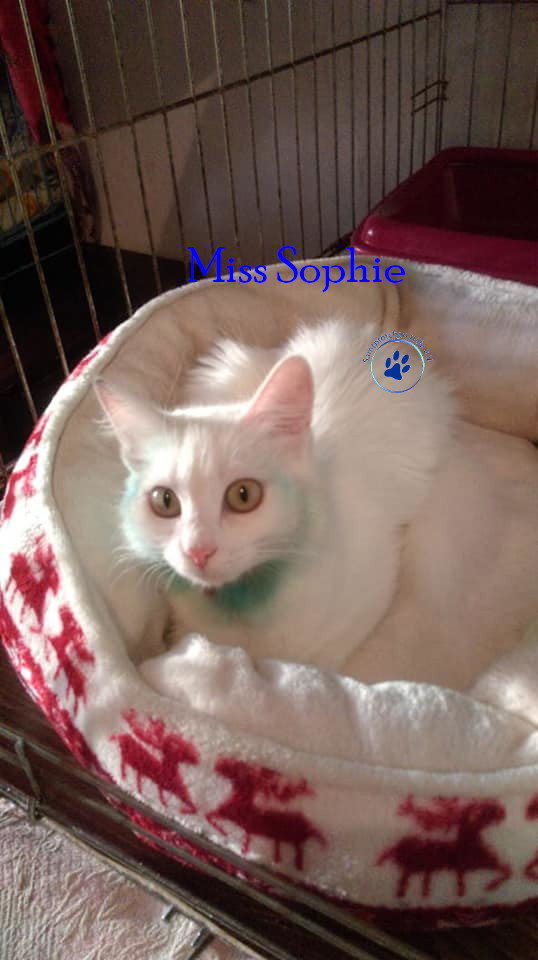 Irina/Katzen/MissSophie/MissSophie07mN.jpg