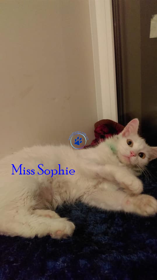 Irina/Katzen/MissSophie/MissSophie08mN.jpg