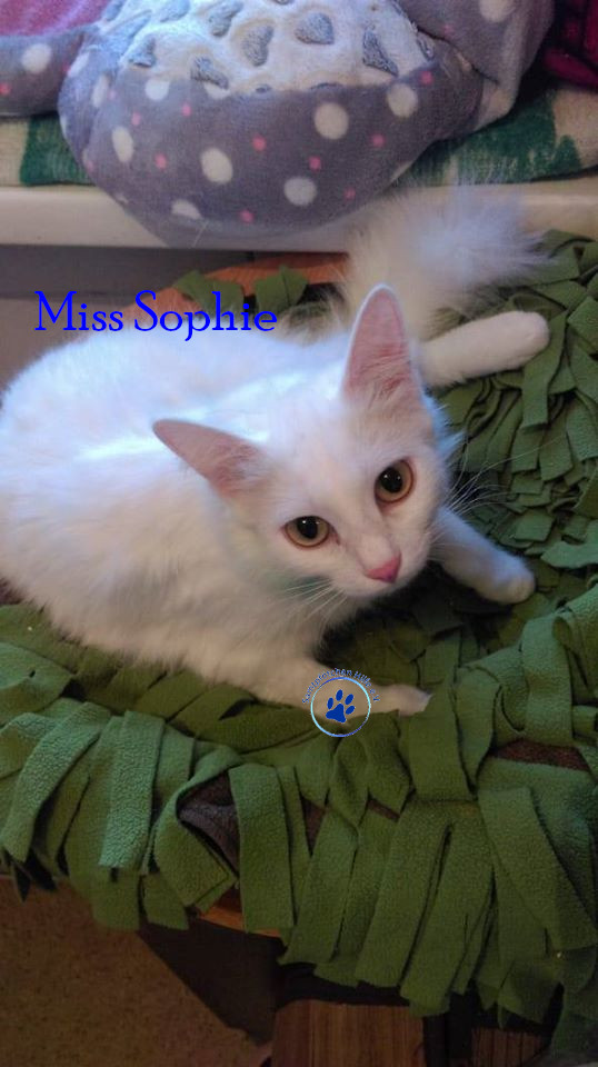 Miss Sophie