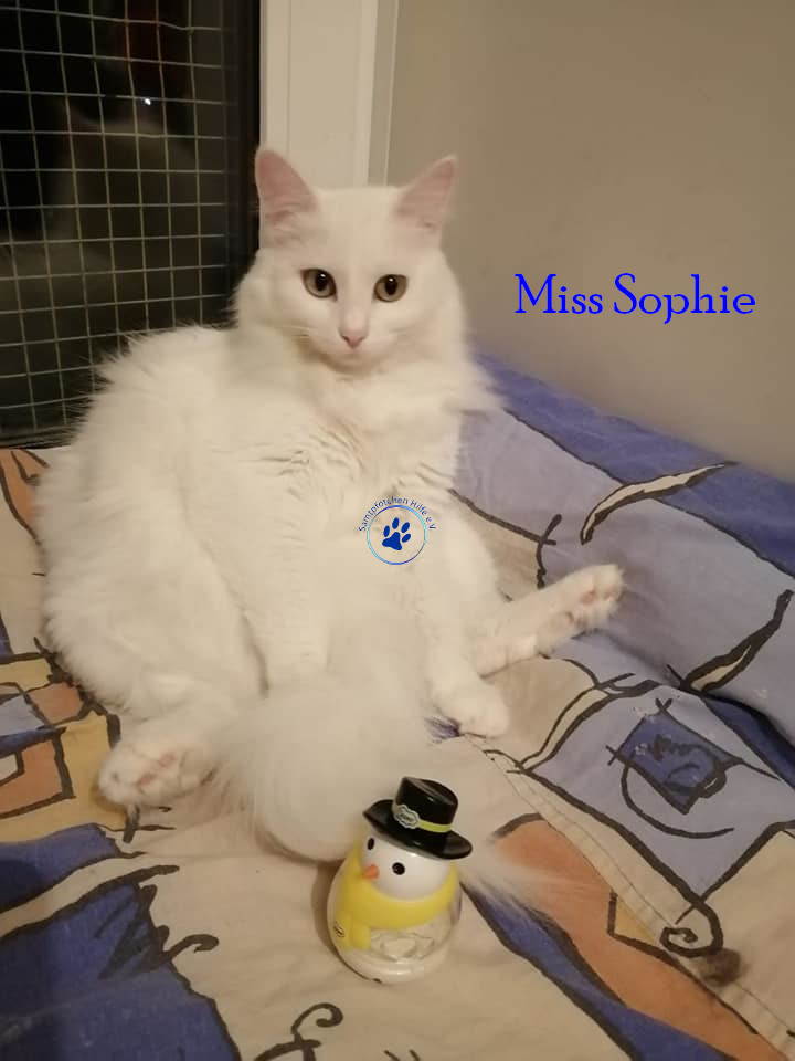 Irina/Katzen/MissSophie/MissSophie16mN.jpg