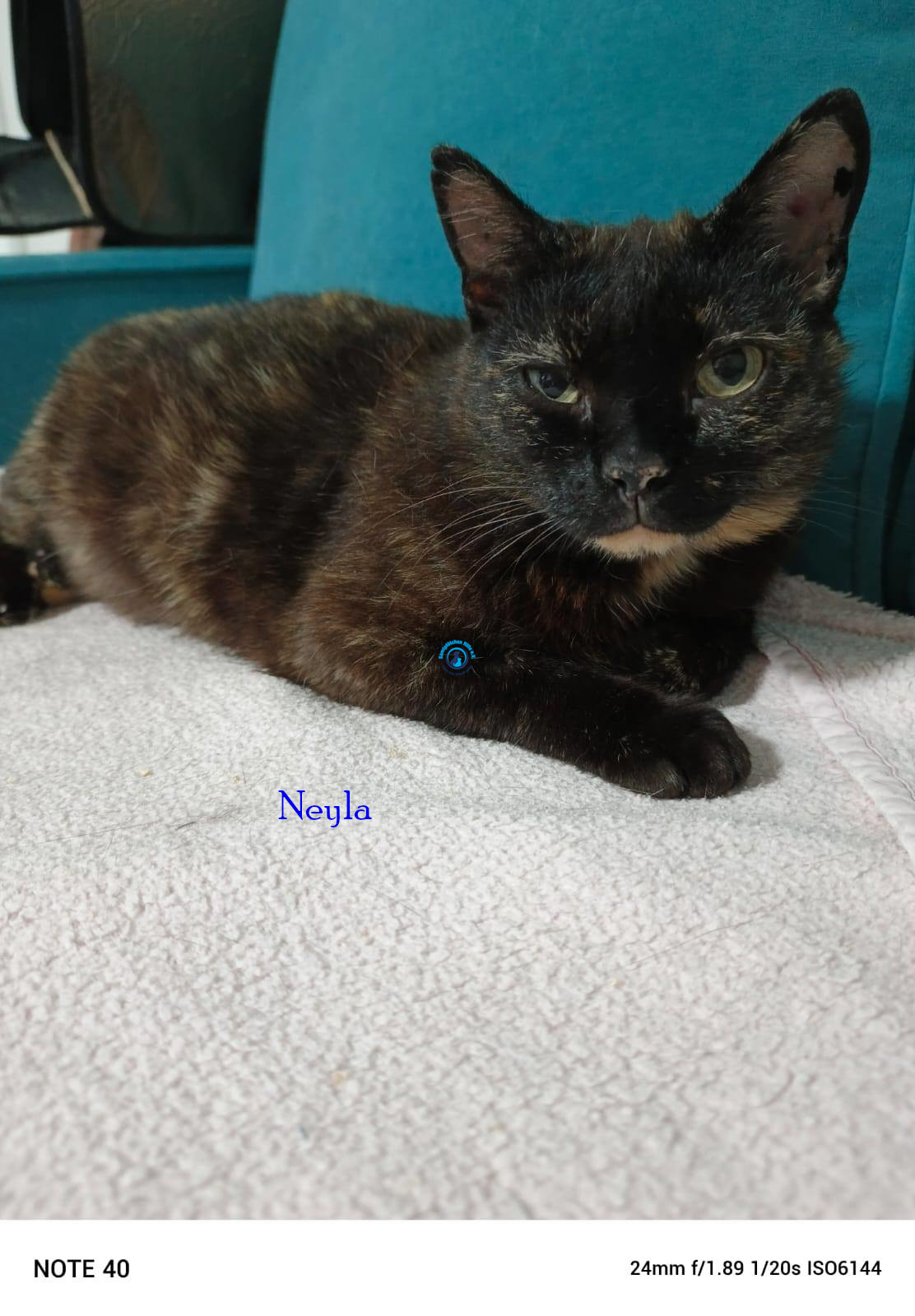 Irina/Katzen/Neyla/Neyla01.jpg