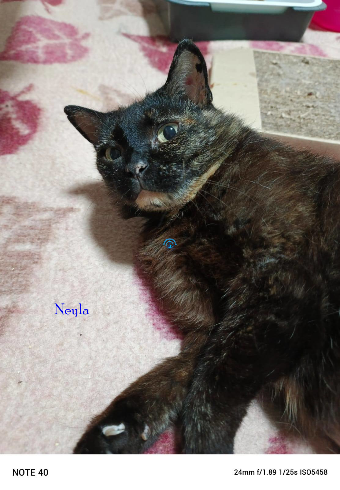Irina/Katzen/Neyla/Neyla02.jpg