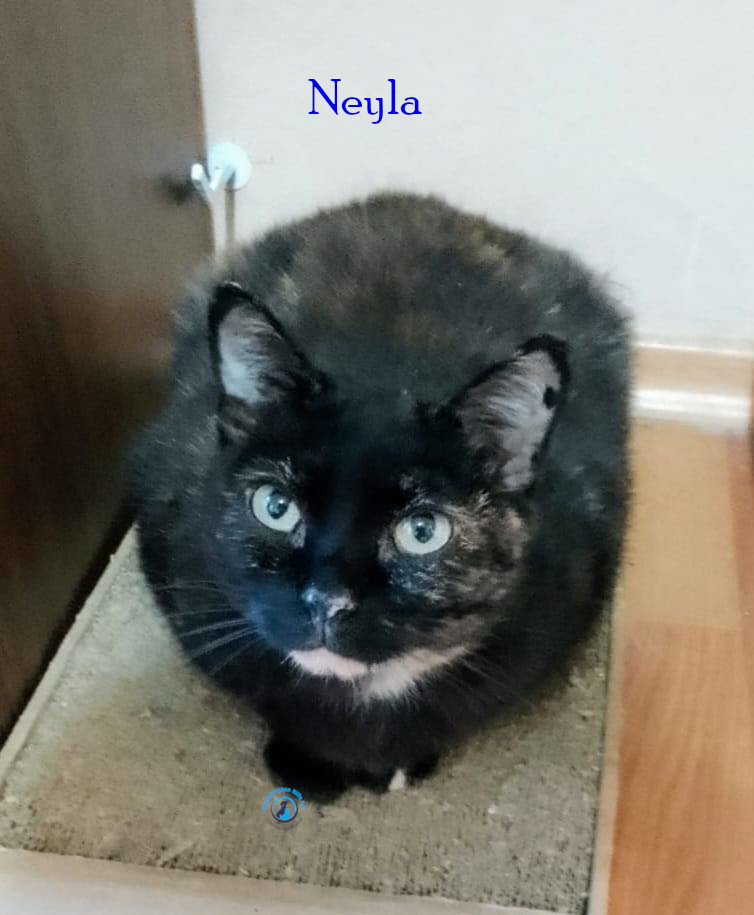 Irina/Katzen/Neyla/Neyla03.jpg