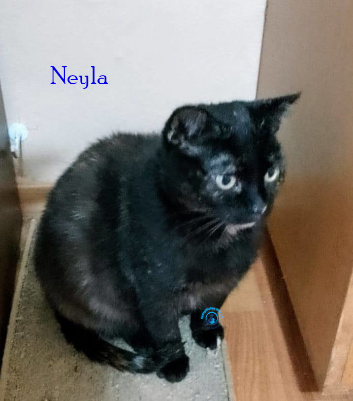 Neyla