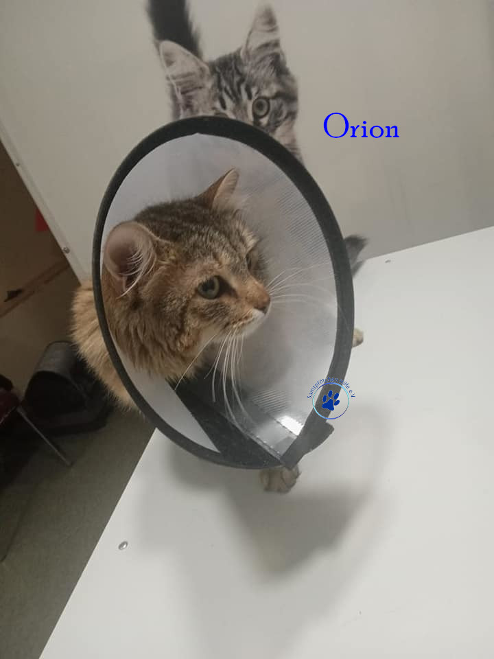 Irina/Katzen/Orion/Orion02mN.jpg