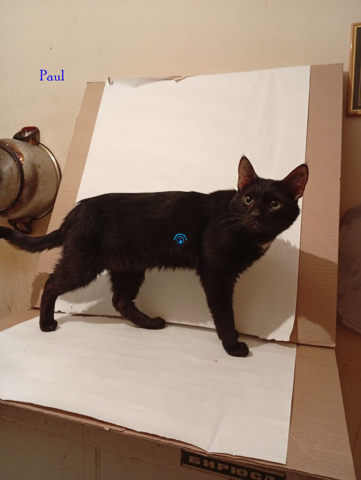 Irina/Katzen/PaulI/Paul01.jpg