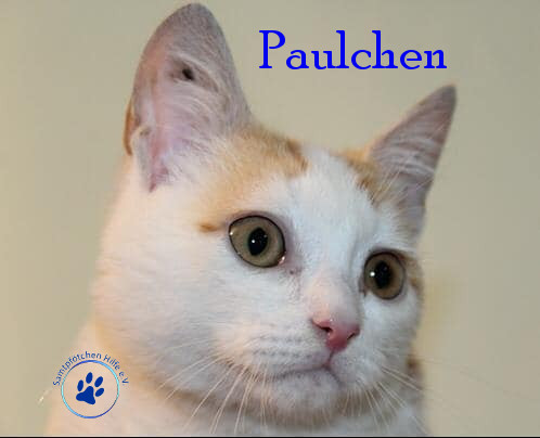 Paulchen Paulchen