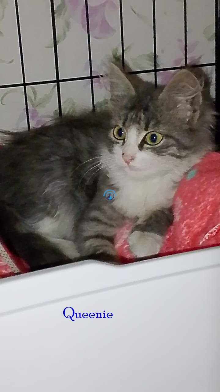 Queenie
