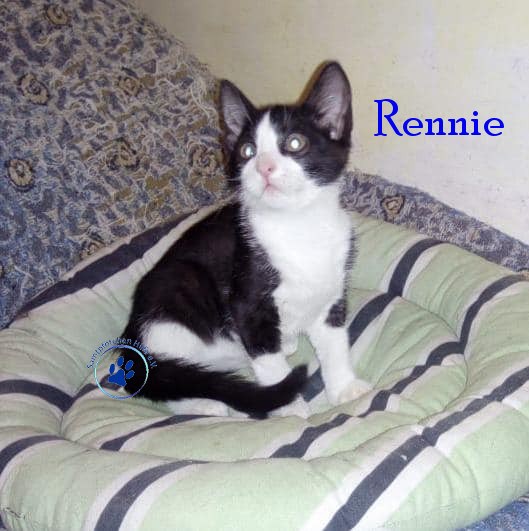 Irina/Katzen/Rennie/Rennie17mN.jpg