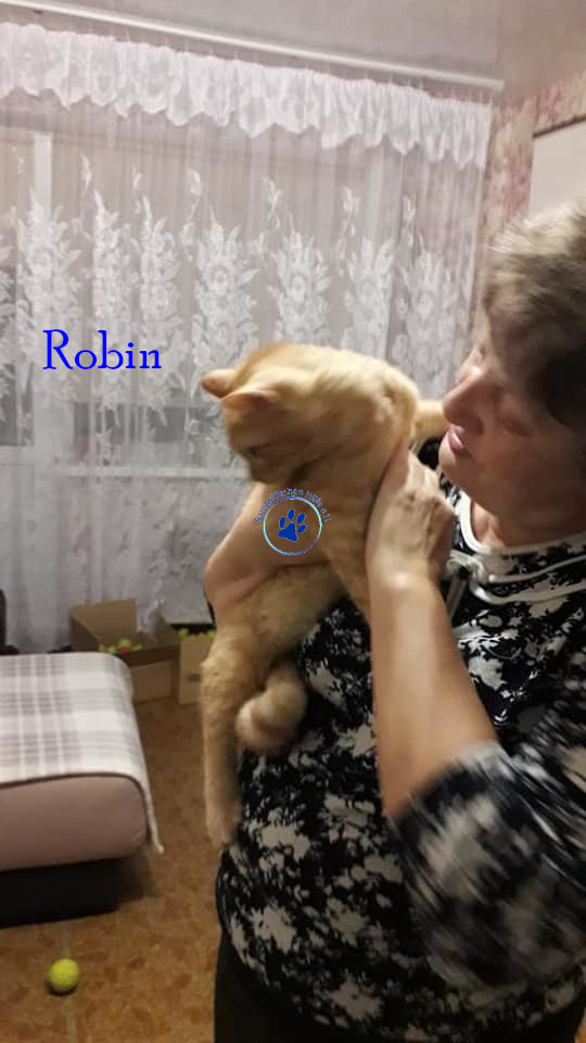 Irina/Katzen/Robin/Robin13mN.jpg