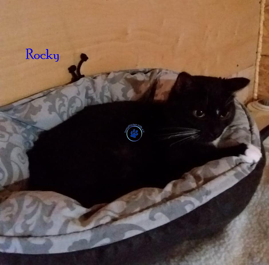 Irina/Katzen/Rocky/Rocky16mN.jpg