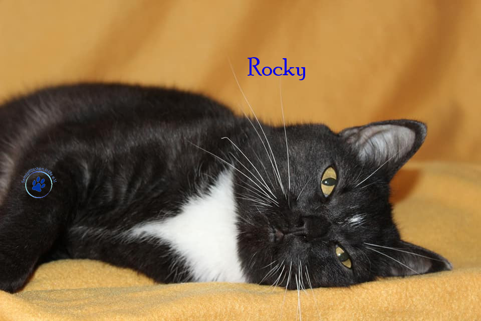 Irina/Katzen/Rocky/Rocky19mN.jpg