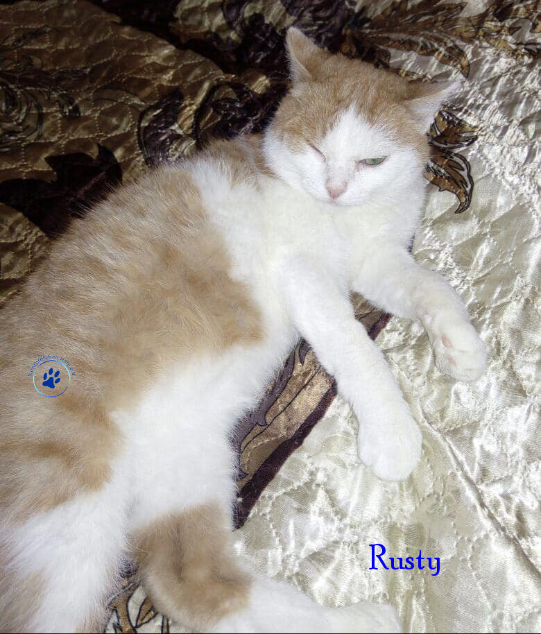 Irina/Katzen/Rusty/Rusty08mN.jpg