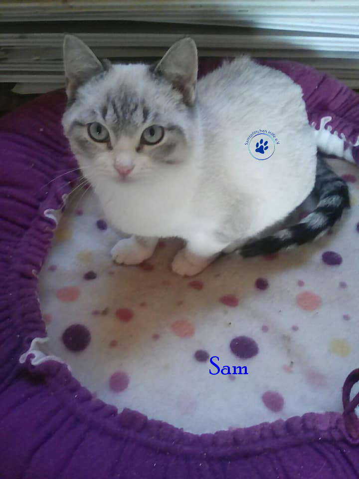 Irina/Katzen/Sam/Sam12mN.jpg