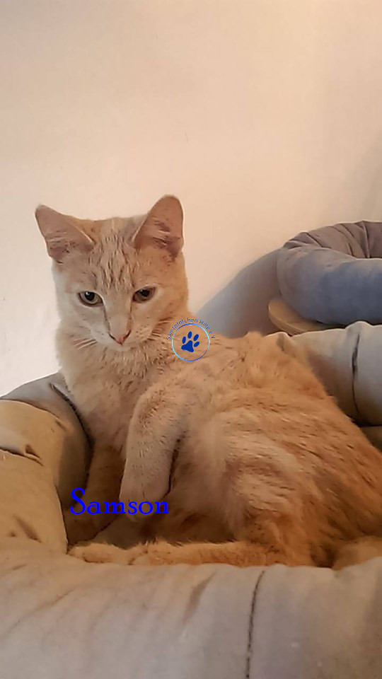 Samson Samson