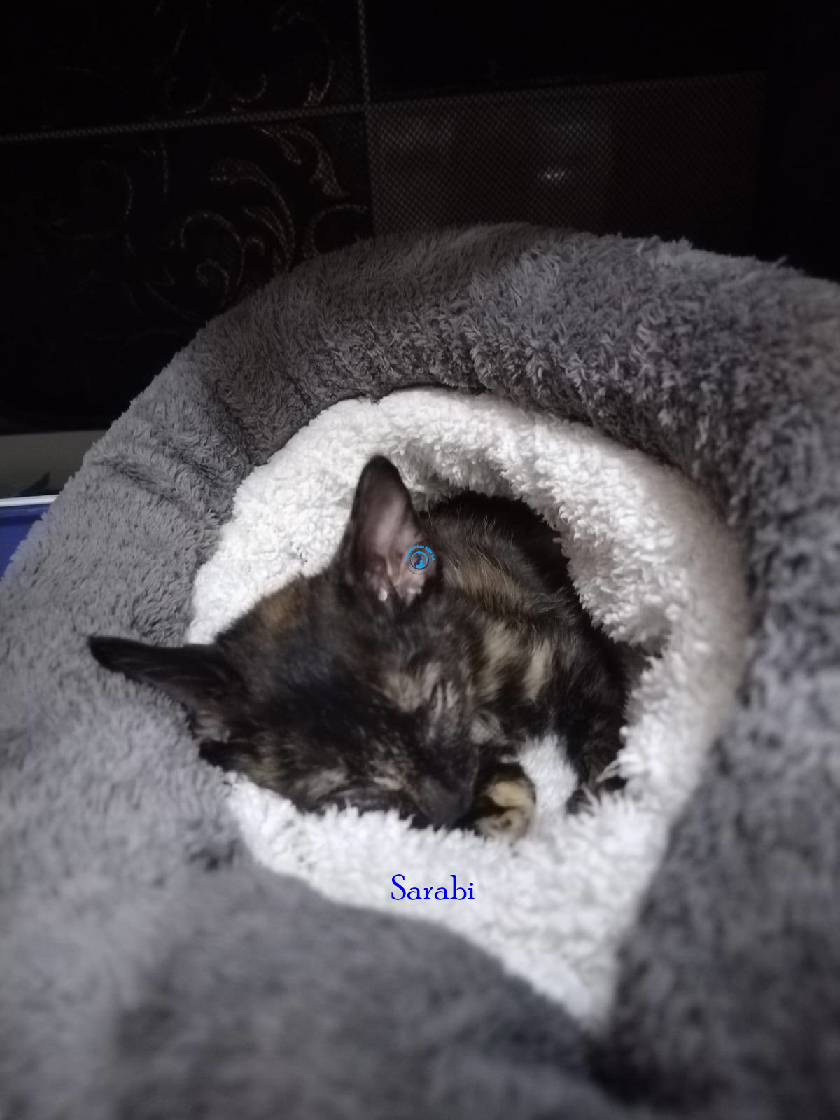 Sarabi Sarabi