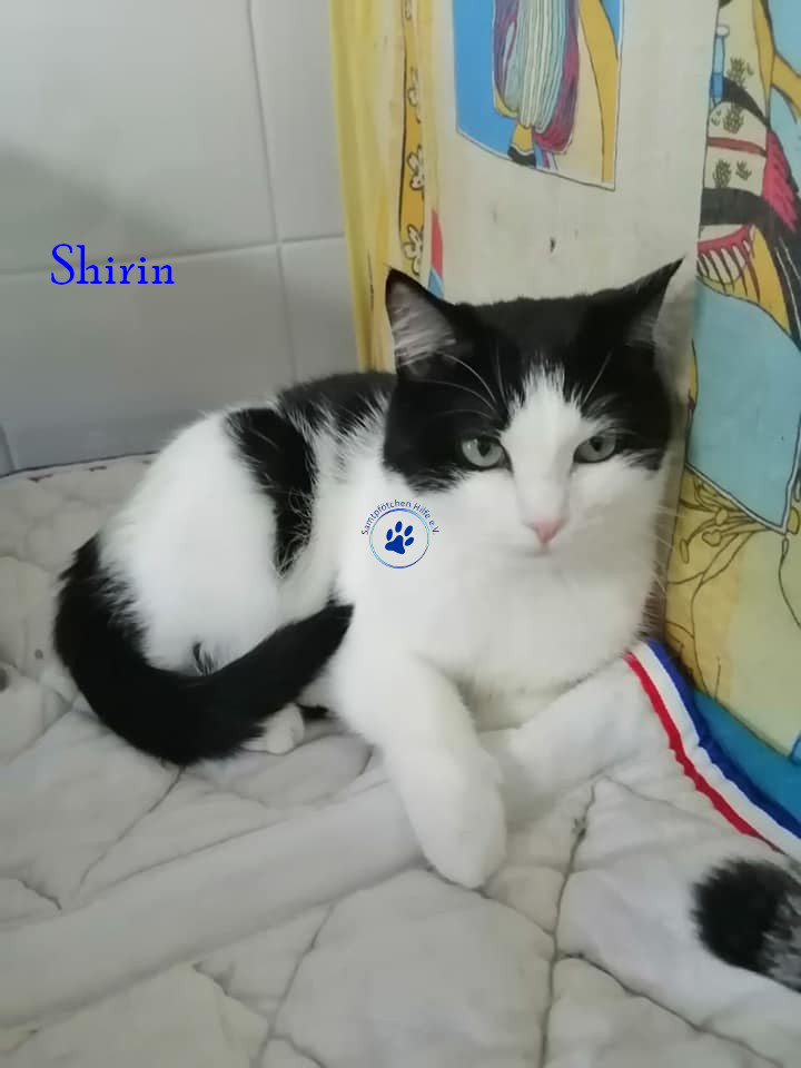 Irina/Katzen/Shirin/Shirin10mN.jpg