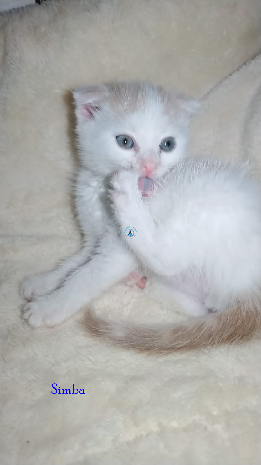 Simba Simba