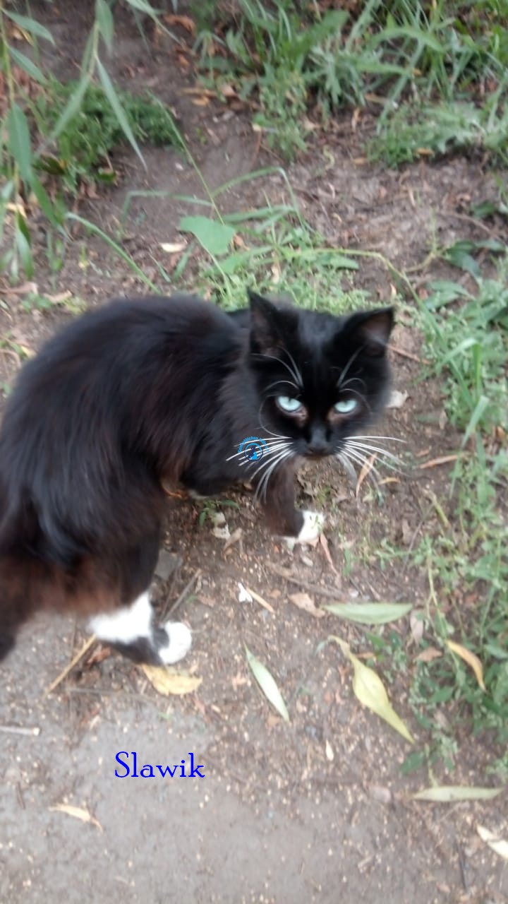 Irina/Katzen/SlawikI/Slawik01.jpg
