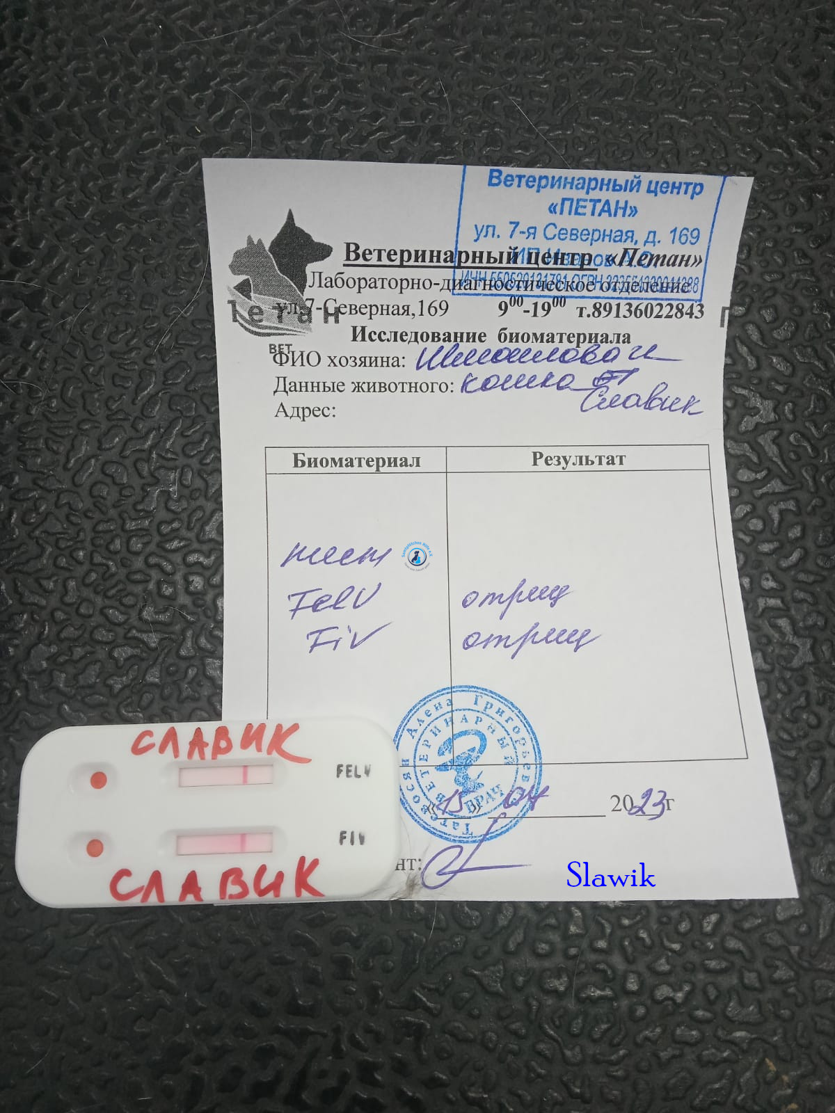 Irina/Katzen/SlawikI/Slawik03.jpg