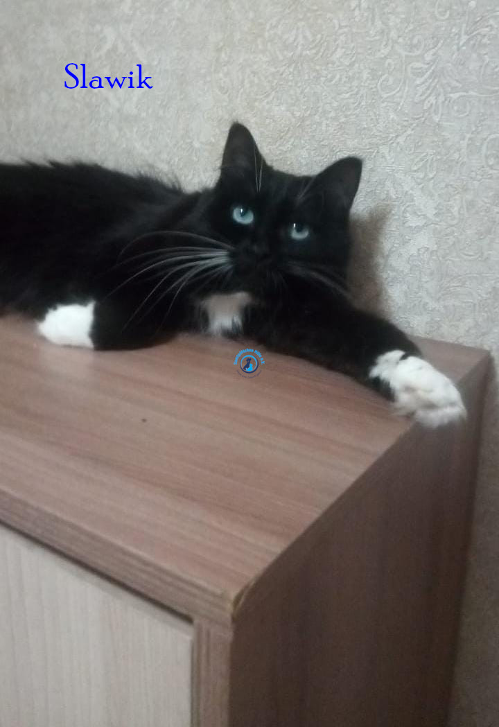 Irina/Katzen/SlawikI/Slawik04.jpg