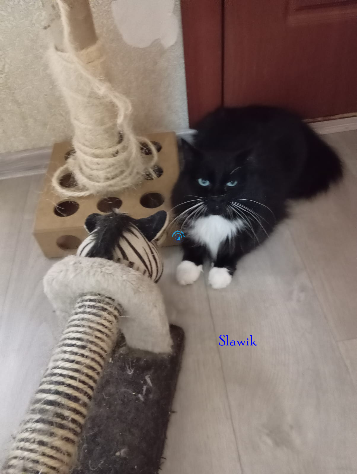 Irina/Katzen/SlawikI/Slawik05.jpg