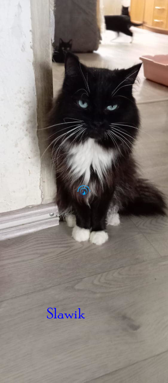 Irina/Katzen/SlawikI/Slawik06.jpg