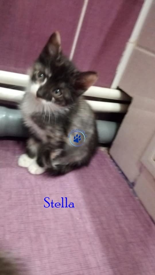 Stella Stella