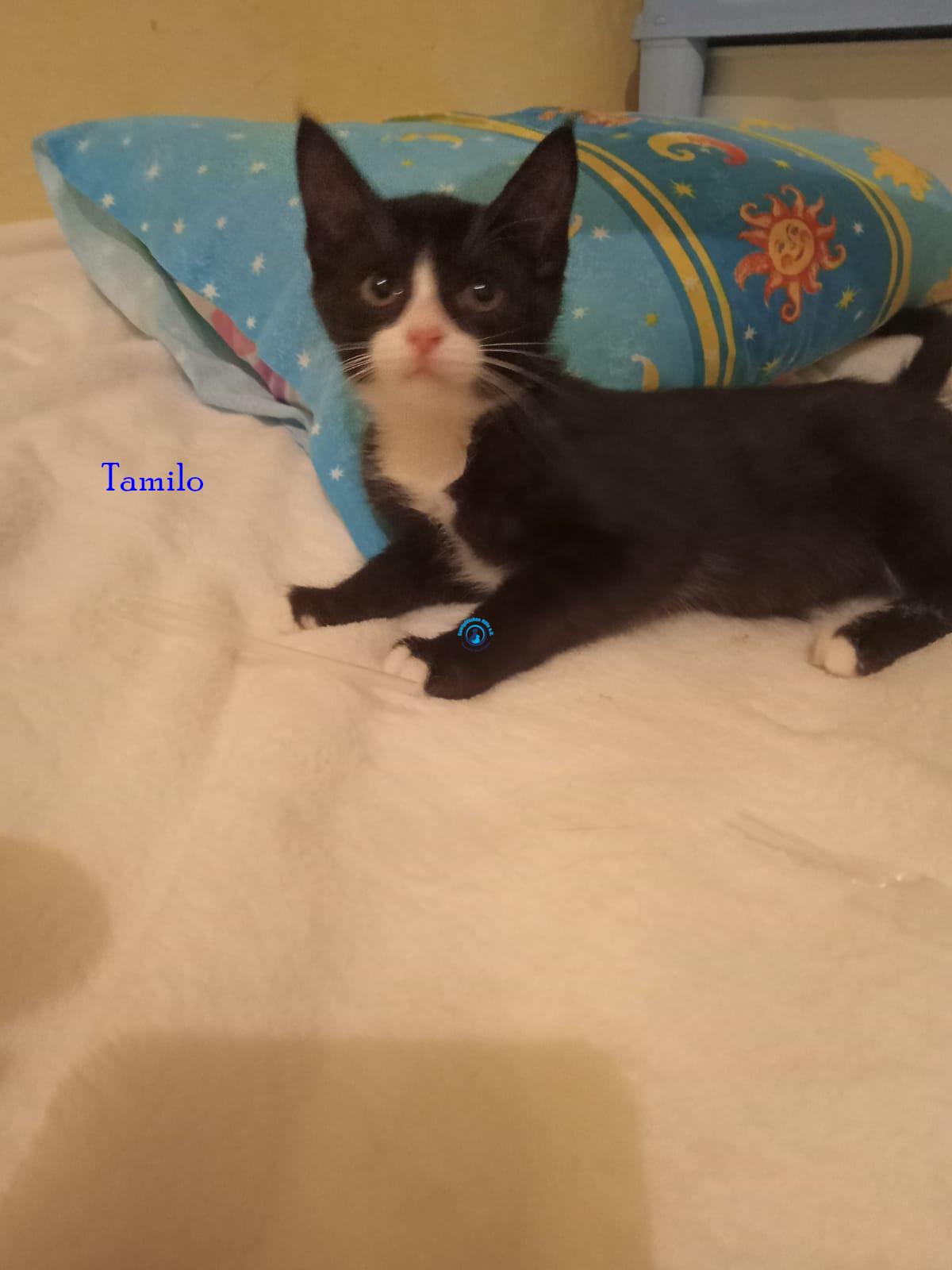 Irina/Katzen/Tamilo/Tamilo01.jpg