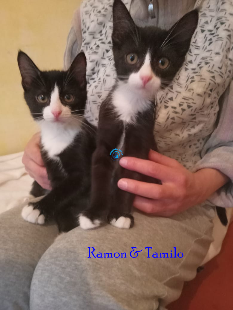 Irina/Katzen/Tamilo/Tamilo02.jpg