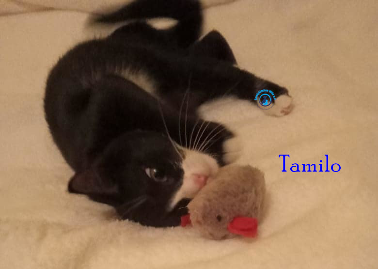 Irina/Katzen/Tamilo/Tamilo03.jpg