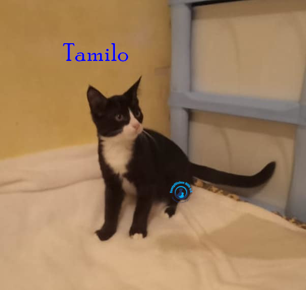 Irina/Katzen/Tamilo/Tamilo04.jpg