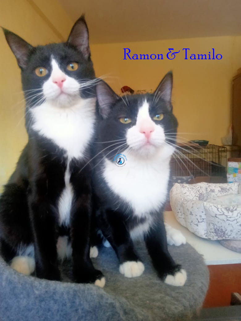 Irina/Katzen/Tamilo/Tamilo07.jpg